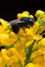 Native pollinators, such as this Blue Orchard bee, benefit Mississippi's flowers and backyard gardens. The Pearl River County Master Gardeners put up several nesting blocks to support local bee populations. (Photo courtesy of the U.S. Department of Agriculture-Agricultural Research Service/Jack Dykinga)