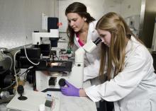 Alexis Parisi of Oxford, left, and Kate Thompson of Picayune are taking part in National Science Foundation research programs for elite undergraduate students. Working in a laboratory in the Mississippi State University Department of Animal and Dairy Science, both are studying reproduction issues. (Photo by MSU College of Veterinary Medicine/Tom Thompson)