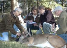 Steve Demarais (left) and Bronson Strickland (right) take measurements of a tranquilized deer housed at Mississippi State University's Rusty Dawkins Memorial Deer Unit.  Center from left, graduate students Erick Michel and Jake Oates record the data to help researchers correlate nutrition and genetics with white-tailed deer antler growth. (Photo by MSU Forest and Wildlife Research Center/Karen Brasher)