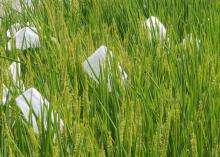 In addition to field studies using large cages, researchers use a sleeve cage to keep rice stink bugs on individual rice panicles so they can study the insects' impact on grain quality and yield. (Photo courtesy of Jeff Gore)