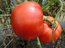 These vine-ripe tomatoes were growing on June 30, 2004, at the Mississippi State University Truck Crops Branch Experiment Station in Crystal Springs, Miss. Abundant rainfall in 2004 has been beneficial for some Mississippi gardens, but wet conditions also promote disease problems.