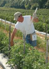 Mel Ellis tends his tomato crop in anticipation of an early June harvest. Ellis is growing 24,000 plants on his Mayhew Tomato Farm in Lowndes County with 35,000 to 40,000 plants expected before the season hits full swing.