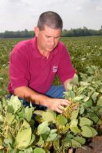 Dennis B. Reginelli, area agronomic crops agent with Mississippi State University's Extension Service, examines drought-damaged soybeans.