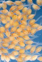 These tiny catfish fry have just hatched but will be 3-6 inches long by fall when they are stocked into ponds as fingerlings. (Photo by MSU Ag Communications)