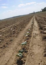 Mississippi's cotton crop was planted later than usual and faced a variety of challenges early in the growing season. (Photo by Scott Corey)
