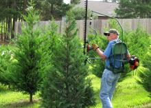 Christmas tree farmer Bob Shearer, of Purvis, uses a shearing machine to trim trees on his farm. Producers anticipate a 7 percent increase in Christmas tree sales this year. (Submitted photo)