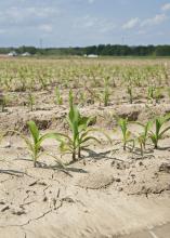 Frequent rains are putting much of Mississippi's corn planting about two weeks behind schedule. This corn was planted March 14 and was growing on the Mississippi State University R.R. Foil Plant Science Research Center in Starkville, Mississippi, on April 21, 2014. (Photo by MSU Ag Communications/Kat Lawrence)