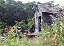 This storage shed at a South Carolina vineyard serves as a backdrop to a robust -- and somewhat unruly -- wildlife garden. (Photo courtesy of Marina Denny)