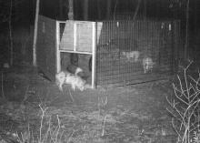 A Starkville homeowner took double measures with plywood and wire mesh to exclude a squirrel from his work shed. (Photo by Marina Denny)