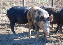 Wild pigs have been part of the landscape in the Southeast since Hernando de Soto released them in the 1500s as a source of food for settlers. In the last 20 years, the nuisance animals have increased their range and population in Mississippi, threatening native wildlife and causing millions of dollars in damage to crops, land, timber, structures and farm equipment each year. (Photo by MSU Extension Service/Steven Tucker)