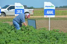 Award-winning farmer Paul Good examines cotton growing in Noxubee County during a Mississippi State University field tour on July 12, 2017. Good said he remembers a time when farmers did not grow cotton in the area, mostly because of boll weevils. (Photo by MSU Extension Service/Linda Breazeale)