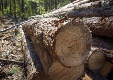 The growth rings on sawn timber show in a stack of logs against a background of forest.