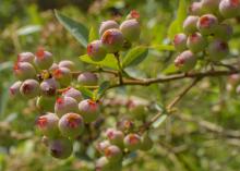 These blueberries at the Blueberry Patch in Starkville, Mississippi, are shown in a fruit coloring stage on May 17, 2017. Mostly warm winter conditions caused this year’s harvest to be unusually early in most parts of the state. (Photo by MSU Extension Service/Kevin Hudson)