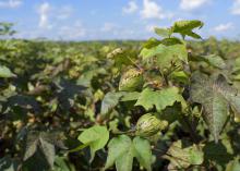 A closed boll is seen on a cotton plant growing in a field.