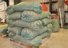 About a dozen large, 50-pound bags of unshelled pecans are piled on top of a wood palet.