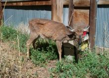 This Wyoming deer suffers from chronic wasting disease, a highly contagious illness that is now present in 23 states. Although the disease is undocumented in Mississippi, it poses a real, potential threat to the state’s deer herd. (Photo Credit: Wyoming Game and Fish Department and the CWD Alliance)