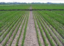 This 2016 rice field is growing the Thad variety of foundation seed stock at the North Mississippi Research and Extension Center in Verona, Mississippi. Most of the 2017 rice crop is at or beyond this growth stage that is ready for floodwaters. (File photo by Mississippi Foundation Seed Stock/Randy Vaughan)