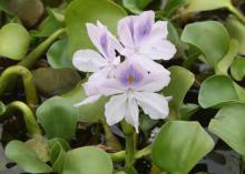 Water hyacinths produce lovely blooms on Mississippi water surfaces during the summer, but this aggressive and invasive plant blocks light, stops photosynthesis for the plants growing below the surface and eliminates oxygen in the water. Freezing temperatures will kill plants, causing additional water quality problems. (Photo by MSU Extension Service/ J. Wesley Neal)