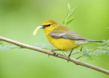 A small yellow bird holding a worm in its beak while perched on a small tree branch.