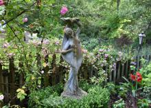 The Peggy Martin rose produces spring clusters of small, pink flowers and reblooms in the fall. This sprawling rose has been trained to grow on a garden fence. (Photo by MSU Extension/Gary Bachman)