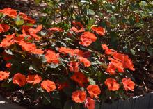 SunPatiens love growing in the full sun during the hottest parts of summer and bloom from the time they are planted in late April or May through fall. (Photo by MSU Extension/Gary Bachman)