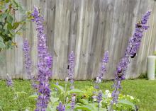 Rockin’ Playin’ the Blues has richly colored foliage and flowers that bloom until the first hard frost. Bumblebees are huge fans of this annual salvia. (Photo by MSU Extension/Gary Bachman)