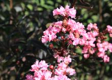 Mississippi State University developed Delta Jazz to have unusual dark foliage and medium pink flowers in late summer. It is a fantastic landscape feature plant. (Photo by MSU Extension/Gary Bachman)