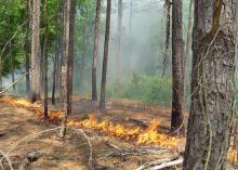 Ring of fire from a planned burn surrounds pine trees in a forest.