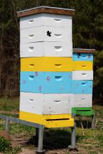 Boxes containing bee hives have honey bees swarming near opening.