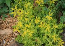 Small yellow flowers adorn the top of a green succulent plant.