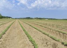 Tiny green plants grow in rows converging at the horizon.