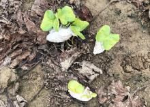 Cotton with sprouting plants lies on muddy ground.