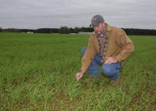 A man in a jacket and baseball cap kneels down to touch small, grass-like plants that cover a field.