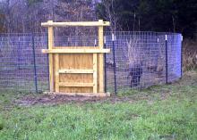 A sturdy wooden door is closed in the side of a wire corral containing three wild hogs.
