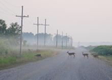 Several deer enter wooded cover area as four deer follow in single file across a gravel road with a corn field behind them on a foggy, early morning.