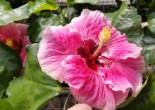 A large pink hibiscus bloom is pictured above green leaves.