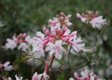 A white and pink honeysuckle flower floats in the foreground with green foliage in the back.