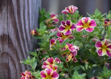 Several yellow and pink flowers bloom from a mass of green leaves.