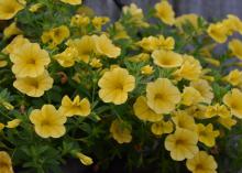 Dozens of yellow flowers crowd the leaves of a green plant.