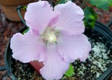 A single, large light-pink flower blooms on a small potted plant.