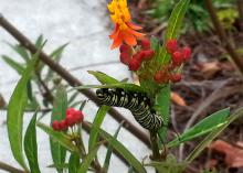 A yellow and black-striped caterpillar feeds on the underside of a leaf.