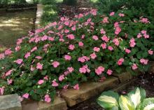 Pink flowers bloom from a mound of green under a shady tree.