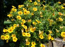 A basket of yellow flowers hangs in a garden.