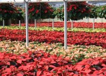 Nurseries have provided thousands of Christmas poinsettias in a variety of colors to decorate homes for the holidays. 