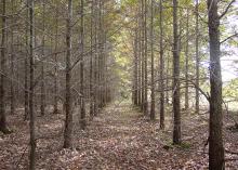 Rows of evenly spaced, young trees with brown leaves on the ground.