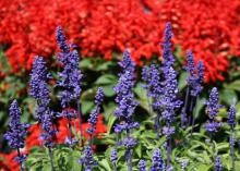 About two dozen upright flowers are in front of sea of red flowers out of focus in the background.