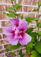 A pink flower blooms on the thin branch of a shrub.