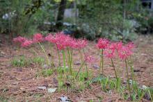 A small clump of red flowers bloom above slender stems in a lawn.
