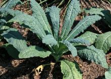 A kale plant with about a dozen thin leaves with a texture resembling reptilian skin.