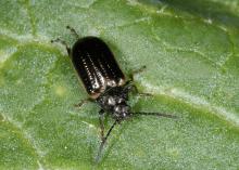 A shiny, black beetle rests on a green leaf.